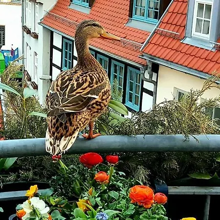 Apartment Altstadtapartment An Der Krämerbrücke Nr.2 *